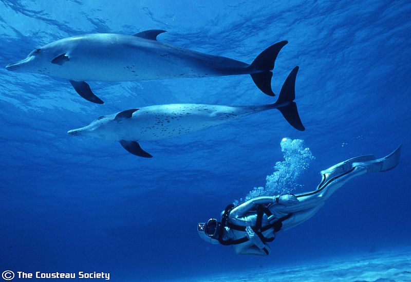 Buceando entre delfines