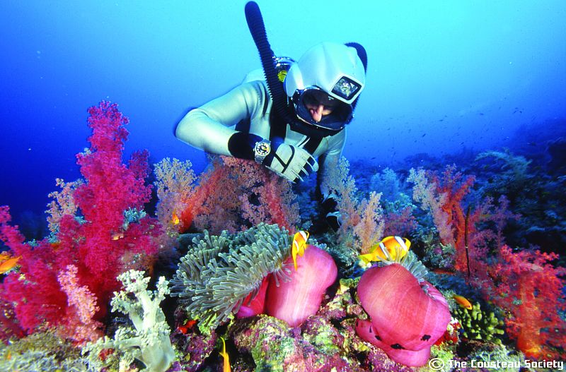 Buceando en el Mar Rojo
