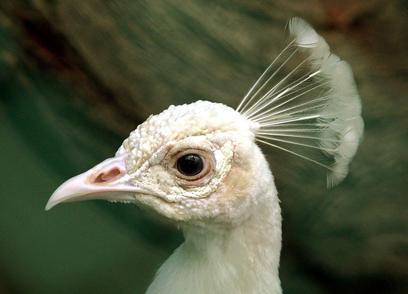 Un pavo real albino en Nueva Delhi, India.