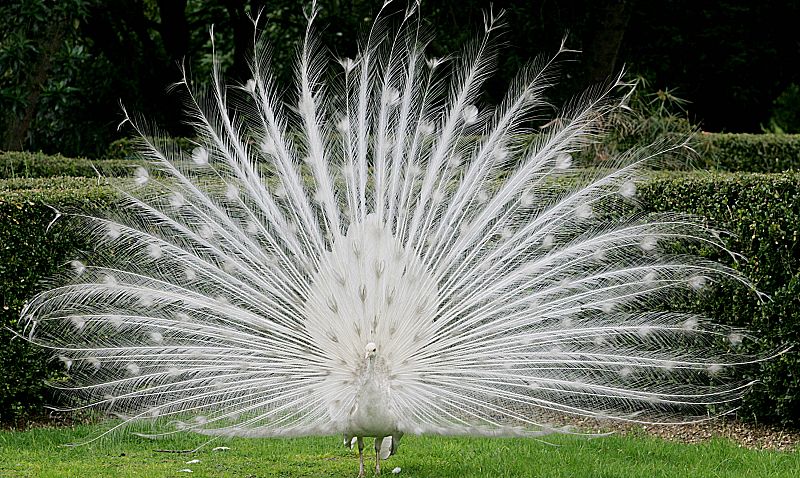 Un pavo real albino exhibe, con orgullo, su plumaje en un jardín botánico de Bogotá, Colombia.