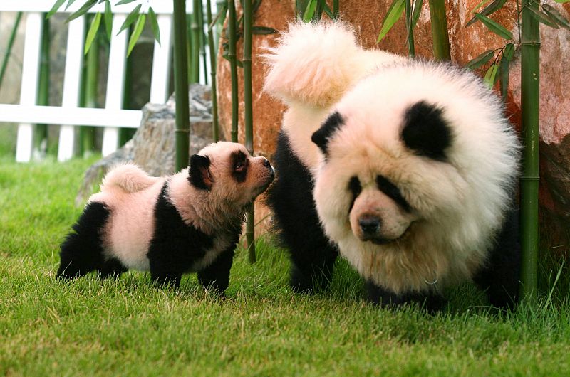 Perros de la raza 'Chow chow', muy similares a los osos pandas (China)