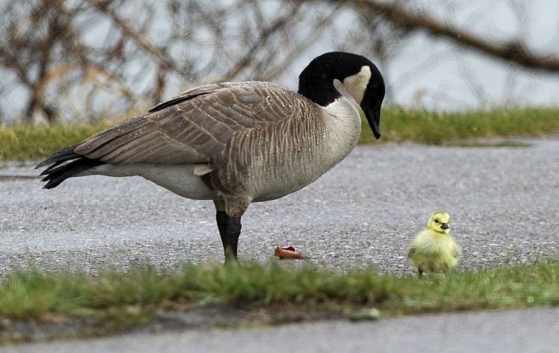 Un cisne canadiense mira a su cría recién nacida cerca del Río Bow. Calgary, Canadá.