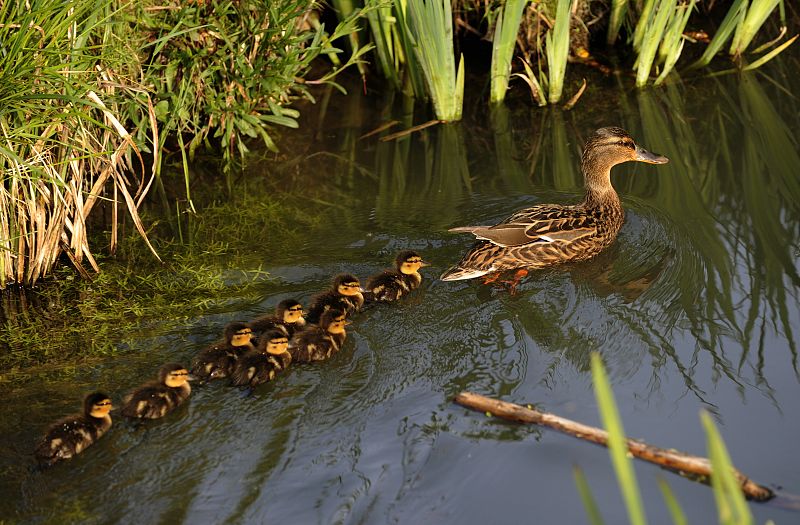 Patitos recién nacidos siguen a su madre en el Río Nora (La Fresneda), cerca de Oviedo.