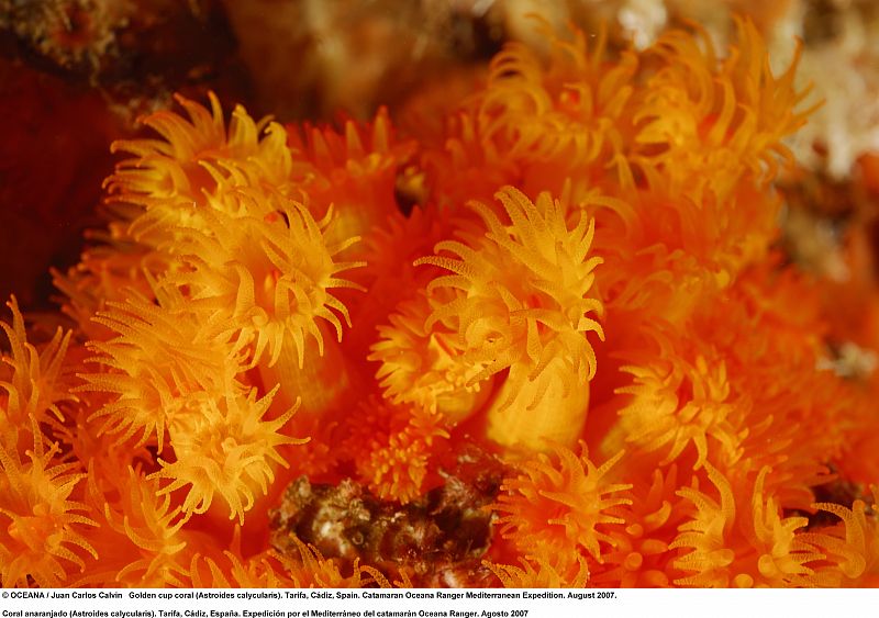 Coral anaranjado (Astroides calycularis). Cádiz