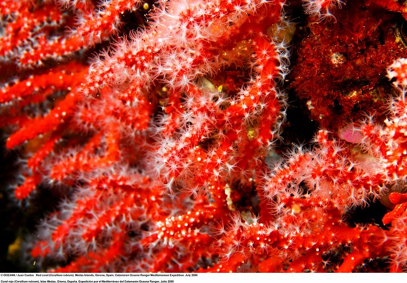 Coral rojo (Corallium rubrum). Girona, España.