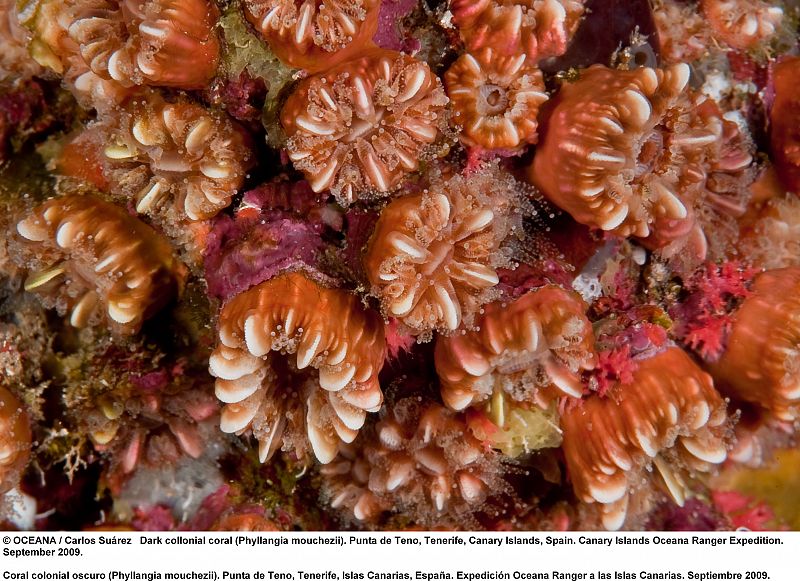 Coral colonial oscuro (Phyllangia mouchezii). Tenerife