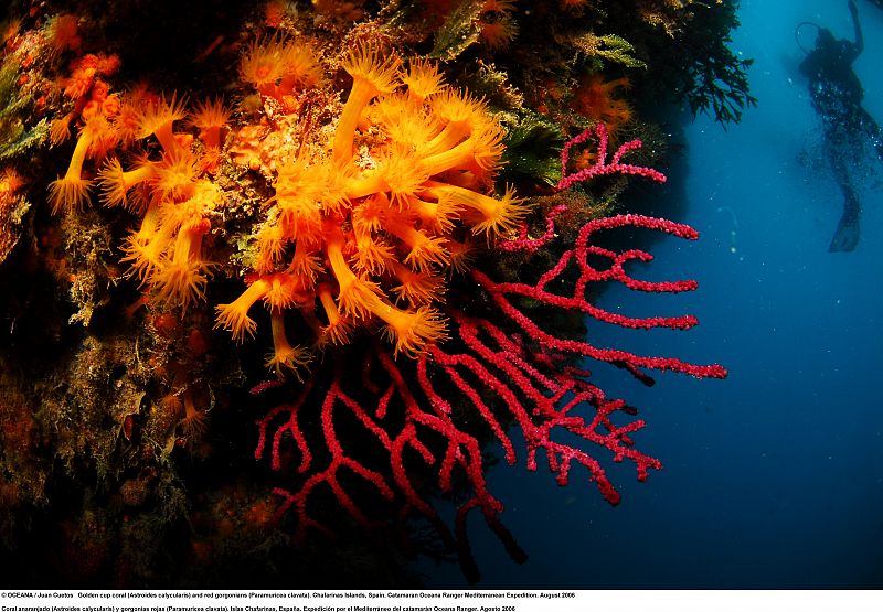 Coral 'copa de oro' (Astroides calycularis), Islas Chafarinas.