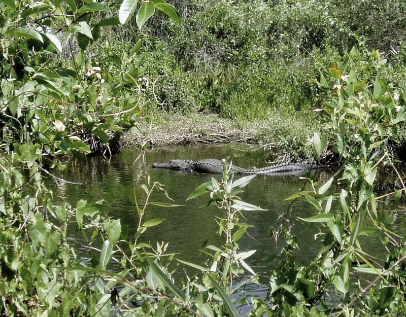 Big Cypress  es el paraíso de los caimanes, situado en Florida, a unos 72 kilómetros al este de Miami. Con un ambiente pantanoso que también es hogar de linces, osos negros y garzas.