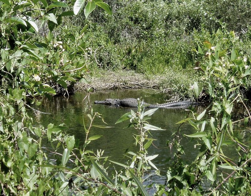 Big Cypress  es el paraíso de los caimanes, situado en Florida, a unos 72 kilómetros al este de Miami. Con un ambiente pantanoso que también es hogar de linces, osos negros y garzas.
