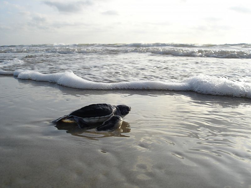 El Parque Nacional de la Isla del Padre es el banco de arena más largo del mundo, con unos 210 kilómetros de longitud.