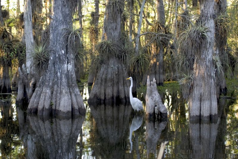 El Parque Nacional Everglades, en Florida, abarca una amplia variedad de hábitas, incluyendo manglares y marismas.El parque tiene una extensión de 6.104 kilómetros cuadrados y acoge un ecosistema único del mundo.