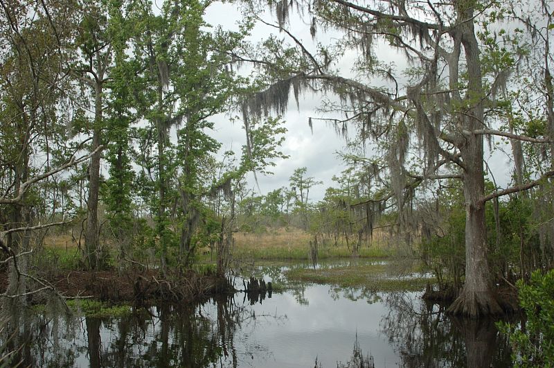 El parque nacional de Jean Lafitte se encuentra en el delta del Misisipi, en plena trayectoria del vertido de petróleo de BP en el Golfo de México.