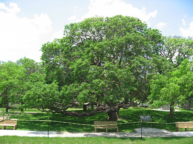 El Parque Nacional De Soto está situado en Florida. Es un memorial dedicado a un conquistador español, Hernando de Soto, protagonista en 1539 de una expedición a la zona.