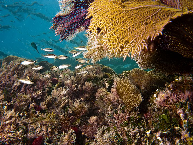 El parque nacional Biscayne se encuentra en el sur de Florida, entre Miami y Cayo Largo.Una de sus principales atracciones es el buceo entre corales, que quedarían pulverizados en contacto con el petróleo.