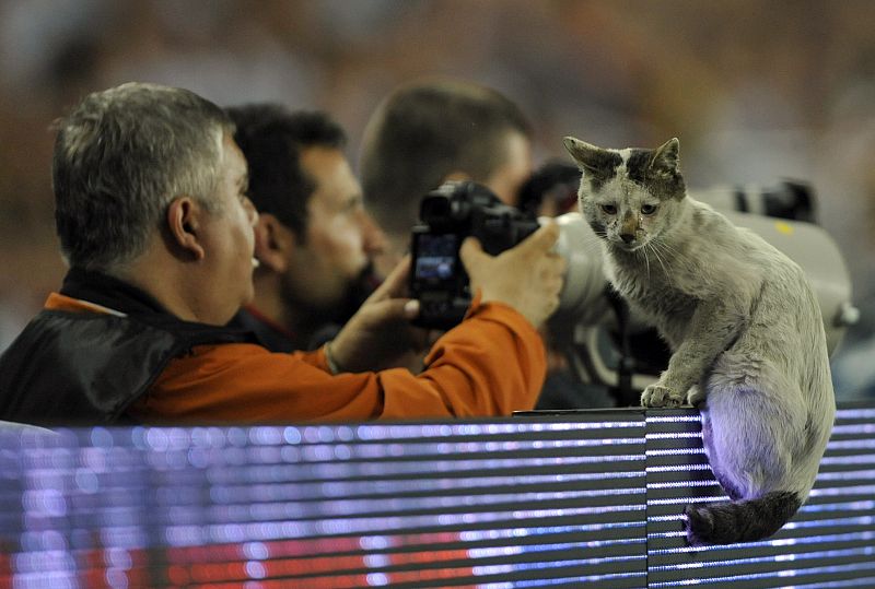 Un gato disfrutando cómodamente de un partido de fútbol desde una valla publicitaria