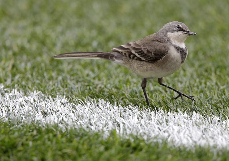 Un pajarillo se mete en el campo durante uno de los entrenamientos en Port Elizabeth, uno de los estadios del Mundial 2010