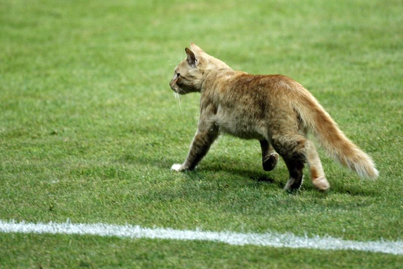 Un gato corre por el campo de fútbol durante un partido entre Honduras y Arabia en Alejandría, septiembre de 2009