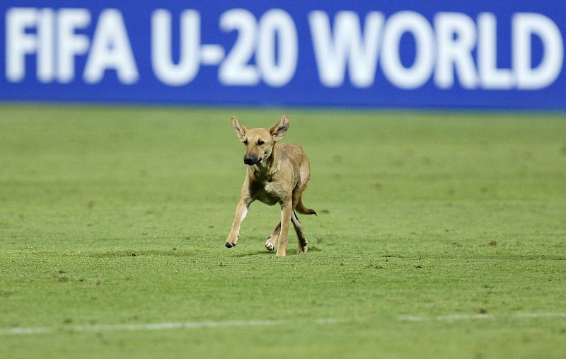 Un perro atravesando un campo de fútbol en Egipto