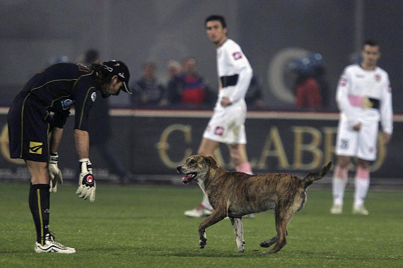 El portero del Catania, Armando Pantanelli, contempla a un perro que se había metido en el campo durante un partido de fútbol