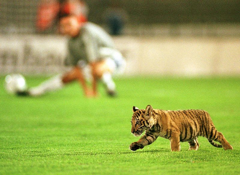 Un cachorro tigre, la mascota de la selección de Serbia, recorre el campo durante el calentamiento previo a un partido de fútbol