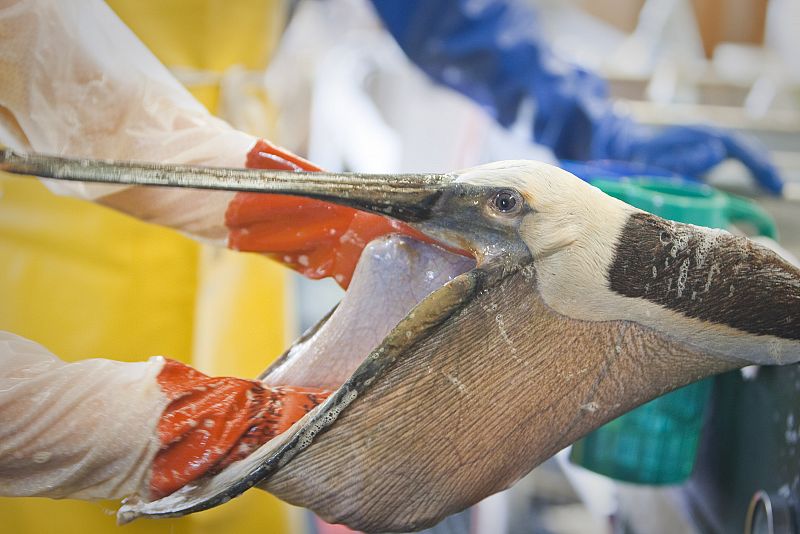 Un veterinario lavando a un pelícano cubierto de petróleo en el Centro de Rescate de Louisiana