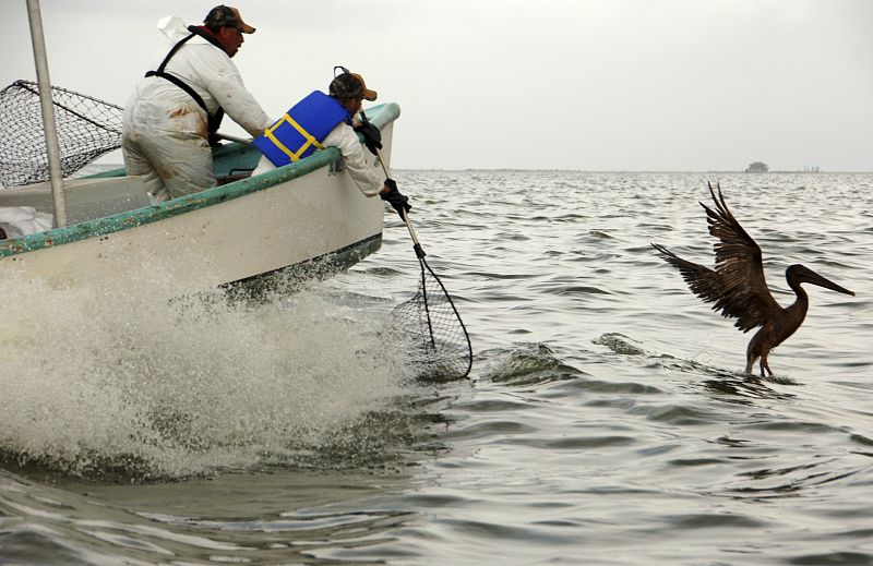 Un equipo de rescate intenta atrapar a un pelícano cubierto de petróleo para lavarlo