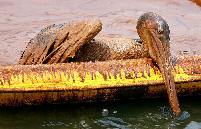 Un pelícano, cubierto completamente de petróleo, intenta pasar por encima de una barreras de protección