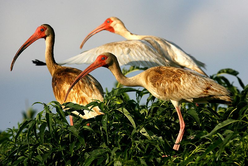 Tres ibis blanco americanos manchados por el petróleo del vertido del Golfo de México.