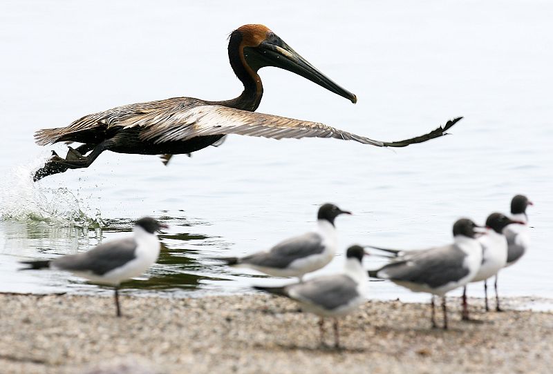 Un pelícano cubierto de petróleo vuela por la orilla de una playa de Lousiana