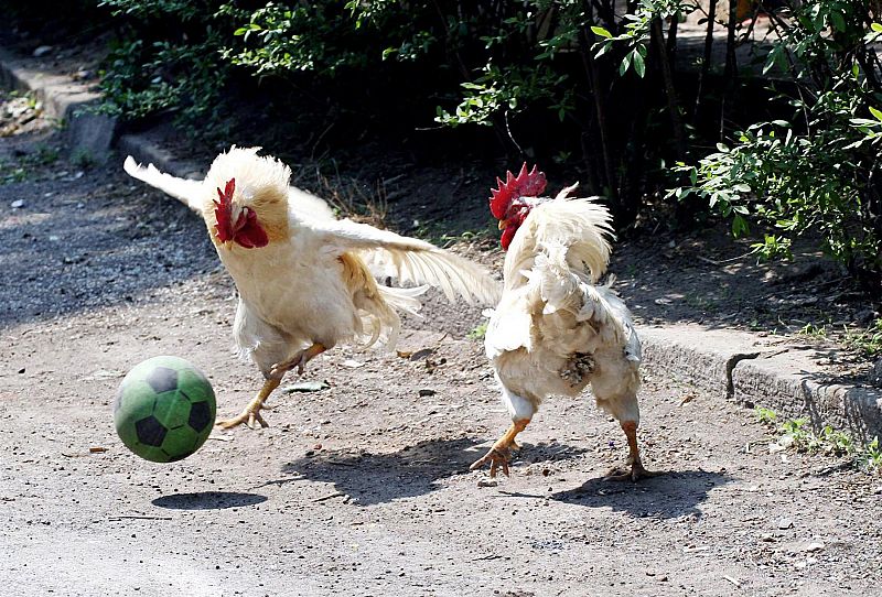 Unos gallos ensayan disparos a portería con un balón de goma en China, 2007.