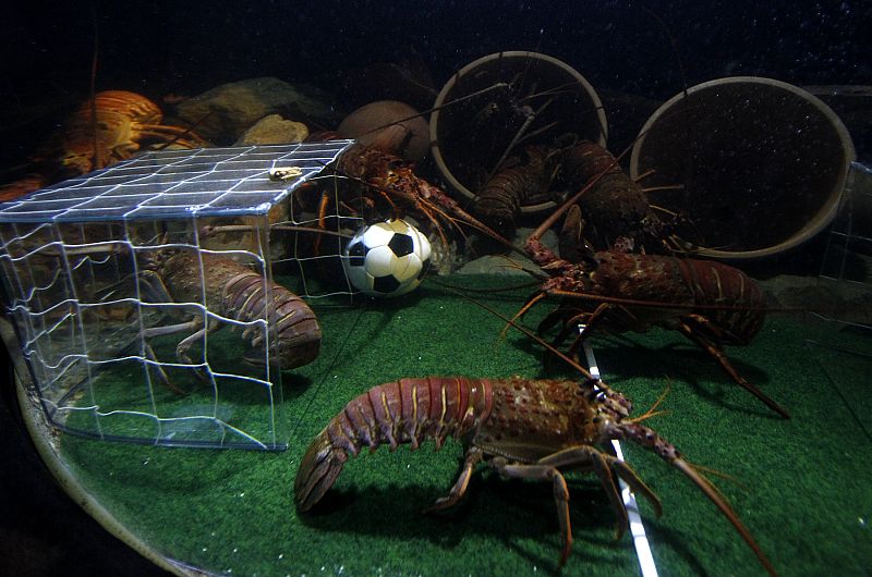 Unos cangrejos juegan al fútbol en un estadio de fútbol inmerso en el tanque de agua del aquarium de Berlín, con un balón de fútbol en miniatura rellenado con comida.