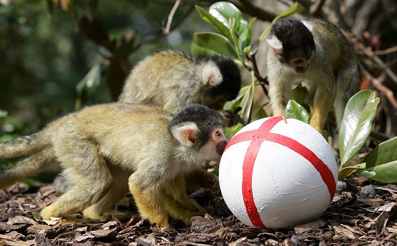 Monos ardilla comunes juegan al fútbol, con un balón decorado con los colores ingleses, en un zoo de Inglaterra