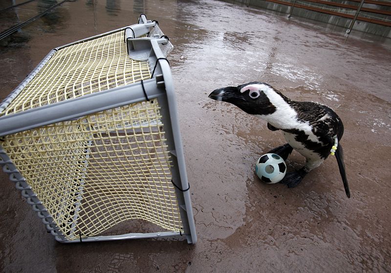 Un pingüino se prepara para marcar un gol a puerta vacía en un acto para promocionar el Mundial 2010.