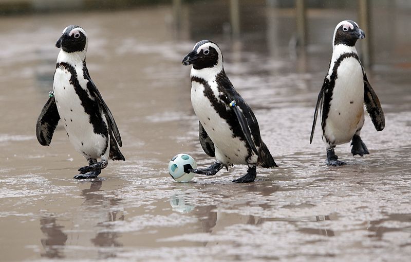 Pingüinos africanos juegan al fútbol en Yokohama en homenaje al Mundial de Sudáfrica