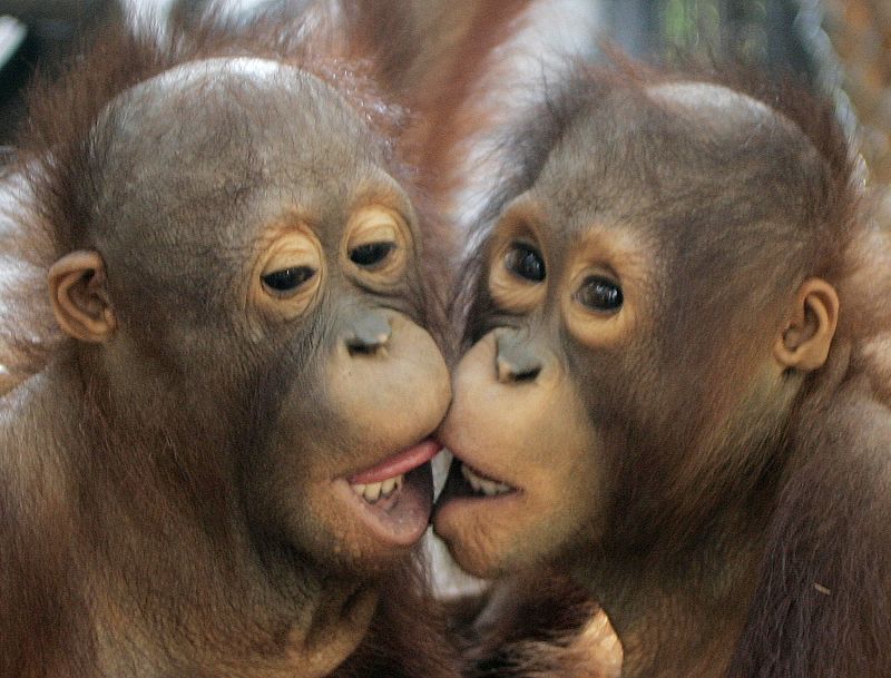 Dos orangutanes dándose un beso