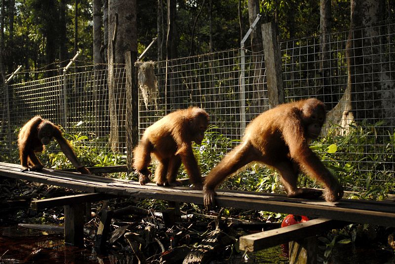Varios orangutanes caminando por encima de unos tablones de madera