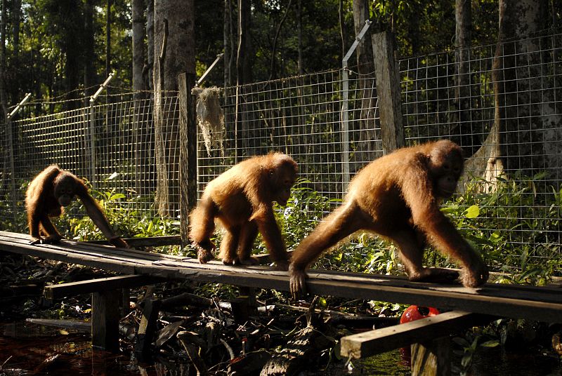 Varios orangutanes caminando por encima de unos tablones de madera