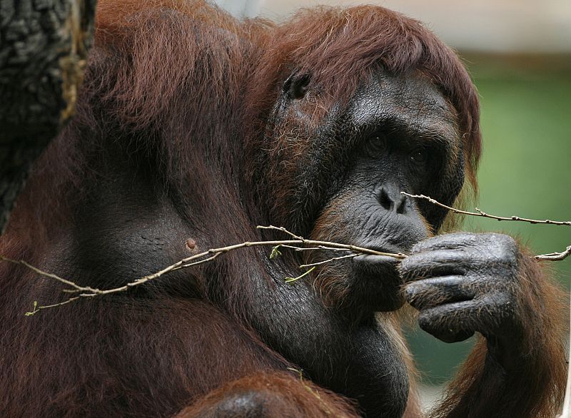 Un orangután mordiendo una ramita de un árbol