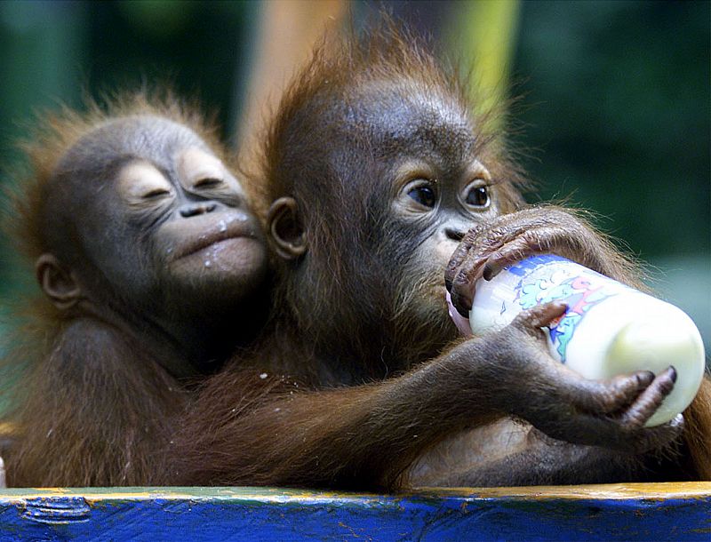 Ricki, una cría de orangután de 10 meses, dándole un biberón de leche a Olga, de seis