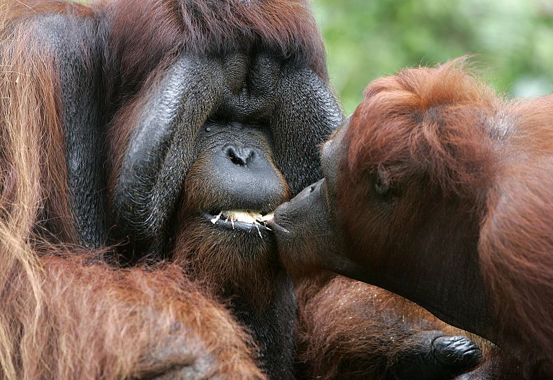 Mike, un orangután macho, compartiendo un coco con uno de sus compañeros