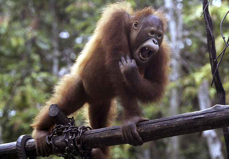 Un orangután atravesando una pasarela de madera