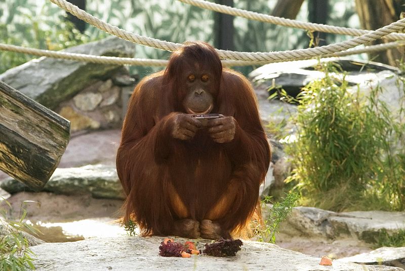 Un orangután de 33 años mirando una cámara de fotos