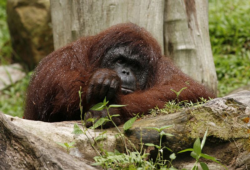 Un orangután descansando en el Zoo de Singapur, donde han nacido 33 ejemplares de esta especie