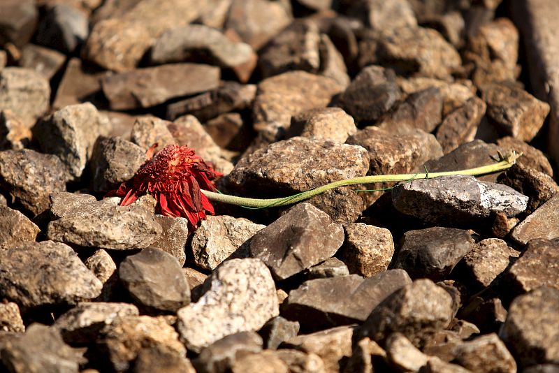 RECUERDO VÍCTIMAS ATROPELLO