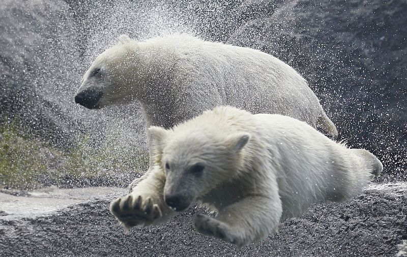 Dos cachorros de oso polar jugando en la piscina del parque natural de Quebec