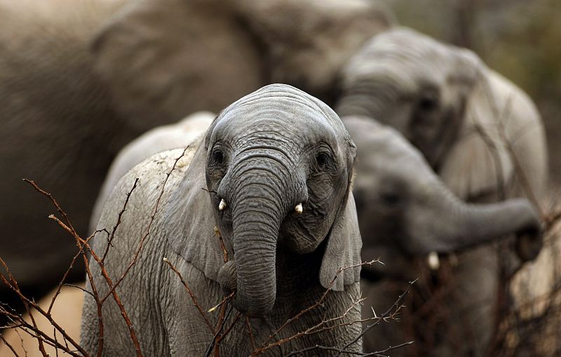 Un joven ejemplar de elefante africano comiendo en la reserva natural de Pilanesberg, Sudáfrica