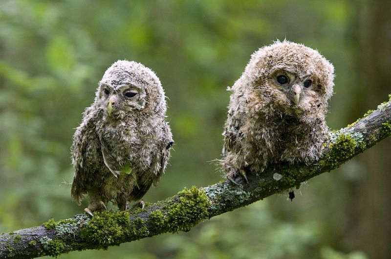 Dos polluelos de carabó esperando la llegada de sus padres en la rama de un árbol