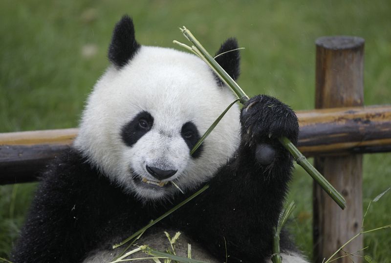 Shuxiang, un oso panda gigante, comiendo un trozo de caña de bambú