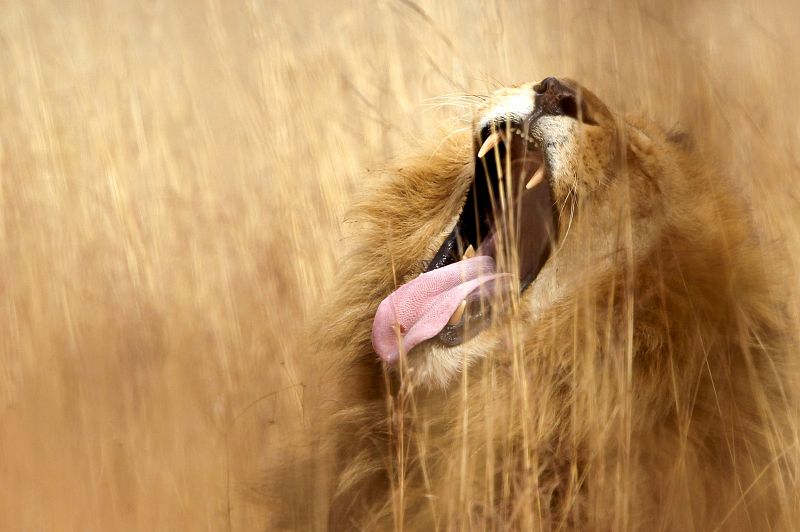 Un león ruge en una reserva natural en las afueras de Pretoria, Sudáfrica