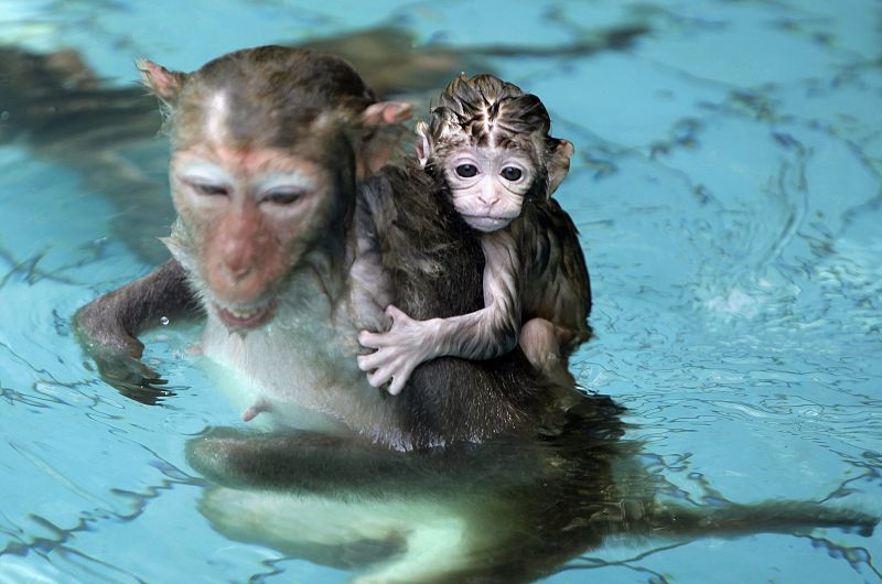 Un mono recién nacido se agarra a su madre mientras se dan un chapuzón